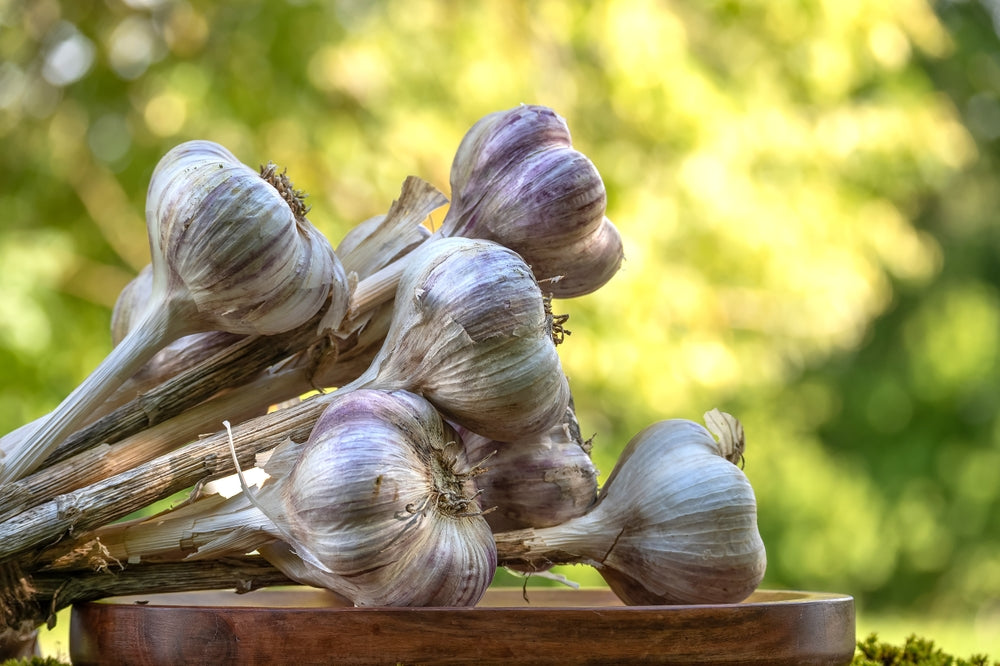 Image of Organic Garlic Infused Local Honey