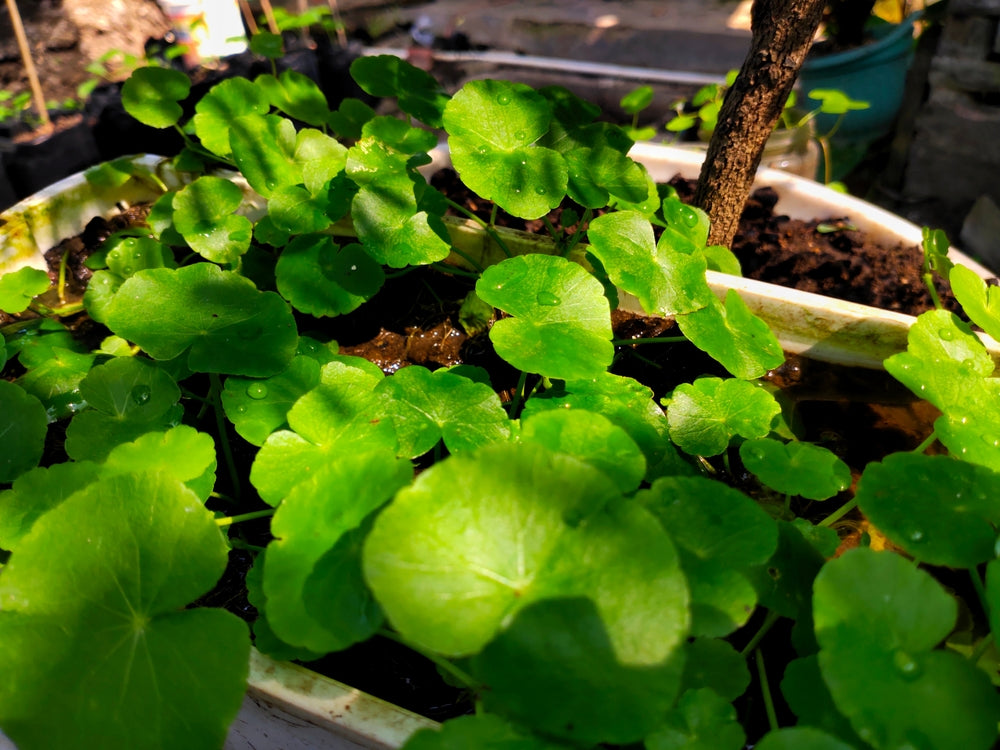 Image of Energy-Enhancing Herbal Tonic