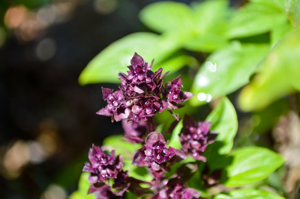 Image of Emotional Well-Being Herbal Elixir