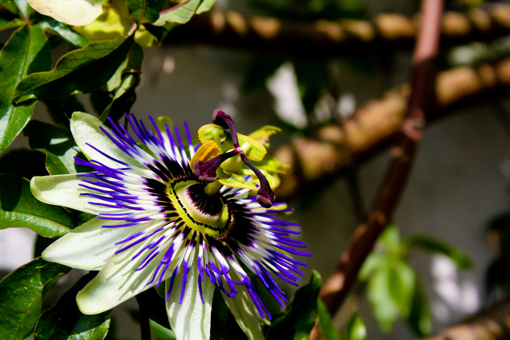 Image of Wildcrafted Passionflower-Rose Herbal Elixir